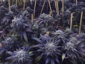 Pack Dégustation Indoor