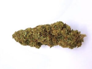 Biscotti Glasshouse 9,5%CBD