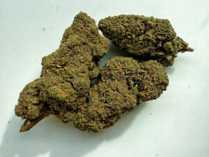 Banana CBD Indoor, 1er prix Platinum cup 2023